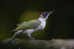 Green woodpecker, British bird